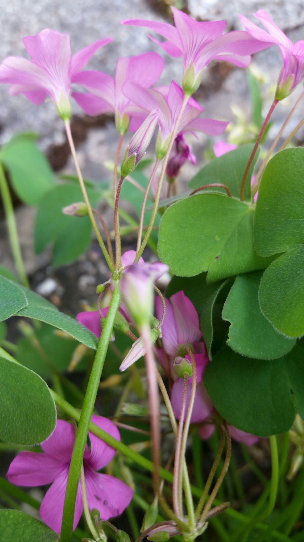 Oxalis articulata (Oxalidaceae)